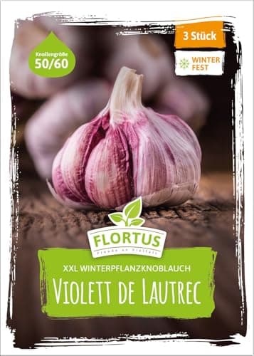 FLORTUS – Winterpflanzknoblauch XXL Violett de Lautrec 3 Knollen zertifiziertes Pflanzgut, kein Saatgut – Knollengröße 50-60 mm – winterhart, süß-scharfer Knoblauch aus Südfrankreich