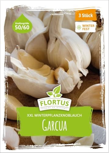 FLORTUS – Winterpflanzknoblauch XXL Garcua 3 Knollen zertifiziertes Pflanzgut, keine Samen – Knollengröße 50-60 mm – winterhart, mild-aromatischer Knoblauch aus Spanien