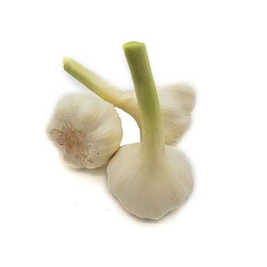 Pflanzknoblauch White Casablanca, Knoblauchzwiebel (3 Stück) für Frühjahr und Herbst