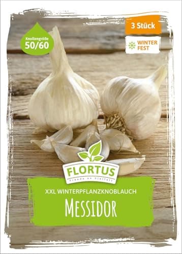 FLORTUS – Winterpflanzknoblauch XXL Messidor 3 Knollen zertifiziertes Pflanzgut, keine Samen – Knollengröße 50-60 mm – winterhart, knackig-würziger Knoblauch aus Frankreich
