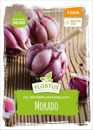 FLORTUS – Winterpflanzknoblauch XXL Morado 3 Knollen zertifiziertes Pflanzgut, keine Samen – Knollengröße 50-60 mm – winterhart, würzig-scharfer Knoblauch aus Spanien
