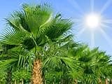 Chinesische Hanfpalme Trachycarpus fortunei 10 Samen frosthartpe Palme für den Garten