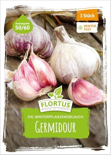 FLORTUS – Winterpflanzknoblauch XXL Germidour 3 Knollen zertifiziertes Pflanzgut, keine Samen – Knollengröße 50 - 60 mm – winterhart, würziger Knoblauch aus Südfrankreich