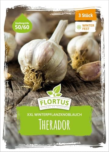 FLORTUS – Winterpflanzknoblauch XXL Therador 3 Knollen zertifiziertes Pflanzgut, keine Samen – Knollengröße 50-60 mm – winterhart, aromatisch würziger Knoblauch aus Frankreich