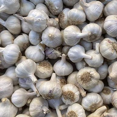 Pflanzknoblauch weiß Steckknoblauch Knoblauch (1 Kg)