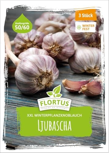 FLORTUS – Winterpflanzknoblauch XXL Ljubascha 3 Knollen zertifiziertes Pflanzgut, keine Samen – Knollengröße 50-60 mm – winterhart, intensiv-scharfer Knoblauch aus Ukraine