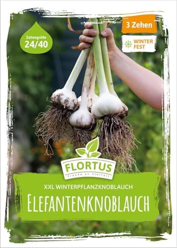 FLORTUS – Winterpflanzknoblauch Elefantenknoblauch 3 Zehen zertifiziertes Pflanzgut, keine Samen – Zehengröße 24-40 mm – winterhart, sehr große Steckzehen mit mildem Geschmack