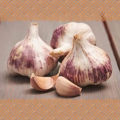 FLORTUS – Winterpflanzknoblauch Germidour 3 Knollen zertifiziertes Pflanzgut, keine Samen – Knollengröße 40-50 mm – winterhart, würziger Knoblauch aus Südfrankreich